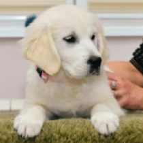 Perros Golden Retriever en venta