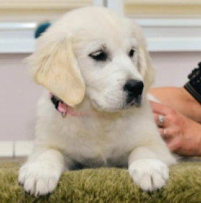 Golden Retriever puppy for sale