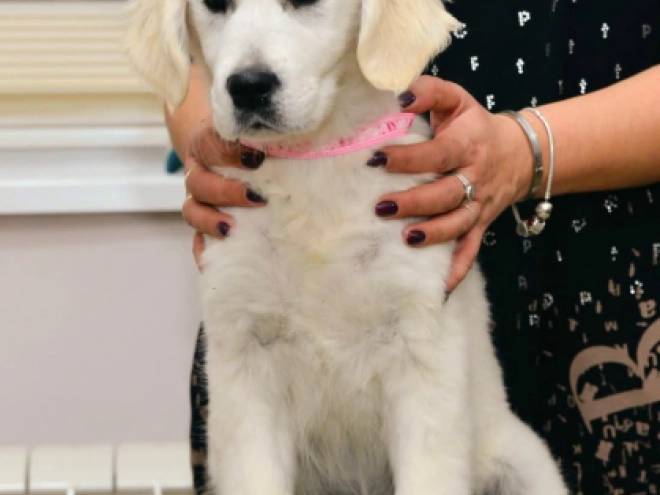 Golden Retriever puppy for sale