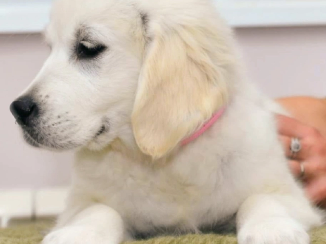 Golden Retriever puppy for sale