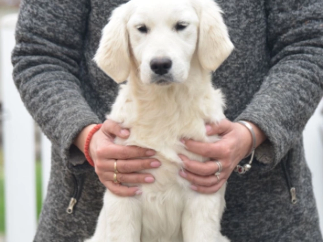 Golden Retriever puppy for sale