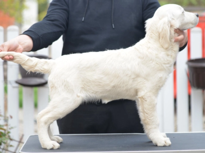 Golden Retriever puppy for sale
