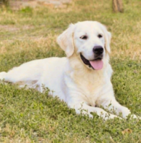 Golden Retriever puppy for sale