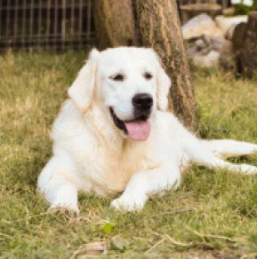 Golden Retriever puppy for sale