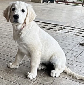 Golden Retriever puppy for sale