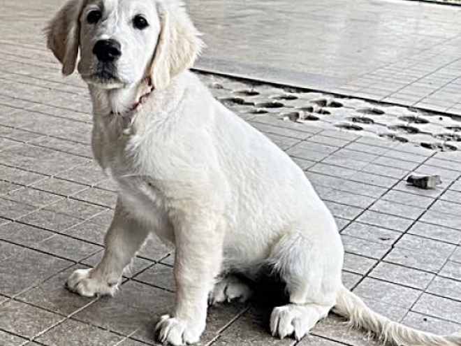 Golden Retriever puppy for sale