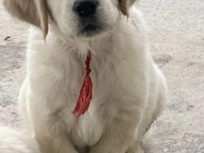 Golden Retriever puppy for sale