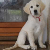 Carina, cream Golden Retriever for sale