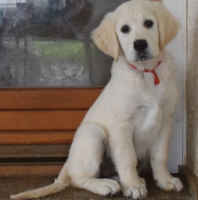 Perros Golden Retriever en venta