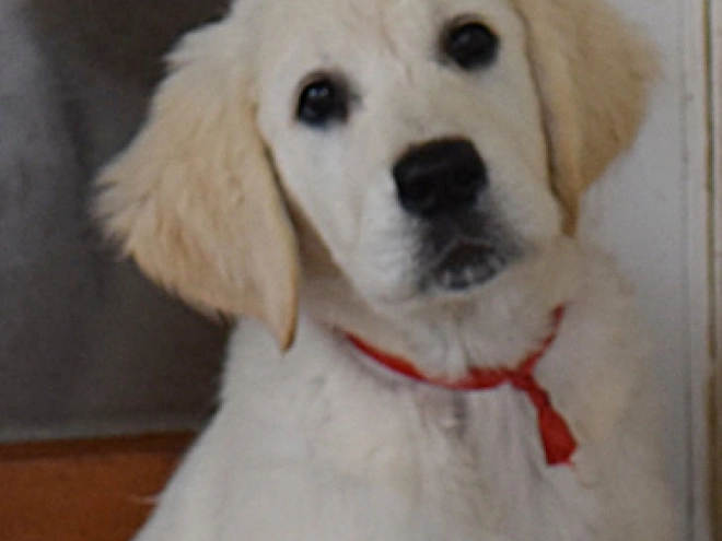 Golden Retriever puppy for sale
