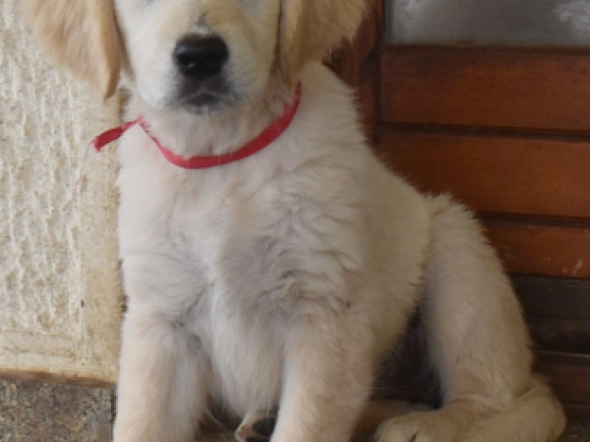 Golden Retriever puppy for sale