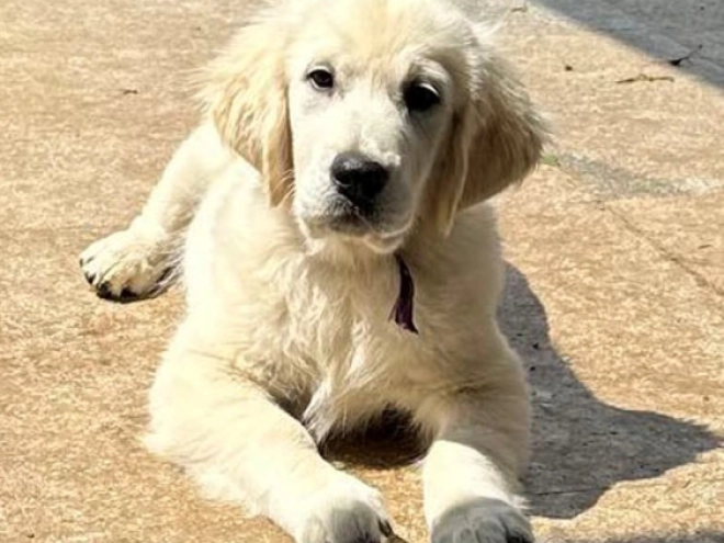 Golden Retriever Welpe kaufen