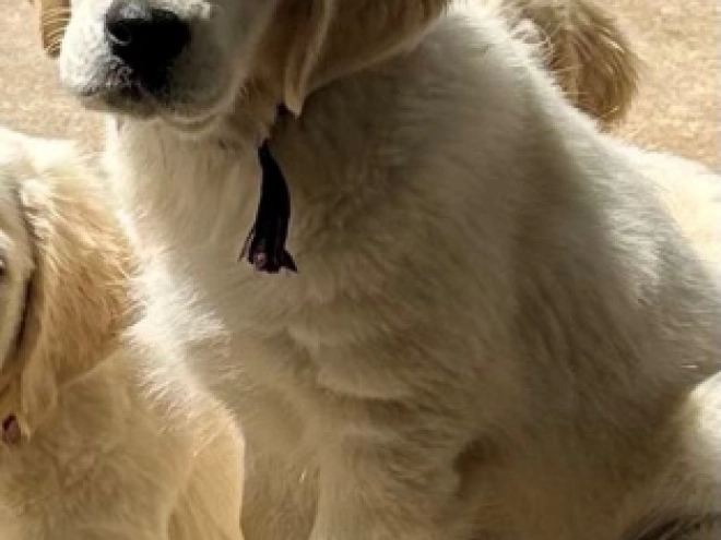 Golden Retriever Welpe kaufen