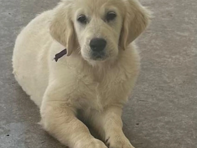 Golden Retriever Welpe kaufen