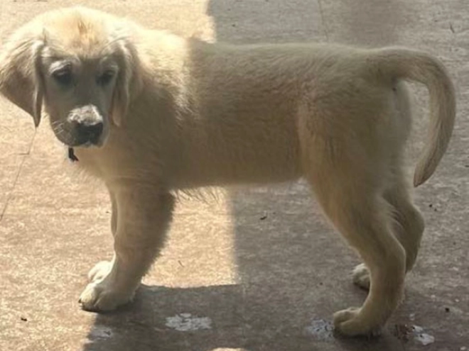 Golden Retriever Welpe kaufen