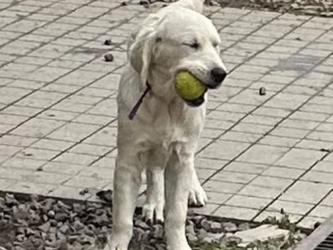 Golden Retriever Welpe kaufen