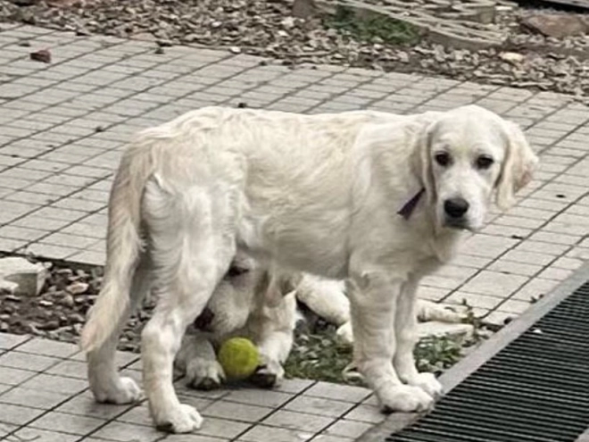 Golden Retriever Welpe kaufen