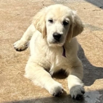 Ciara, cream Golden Retriever en venta