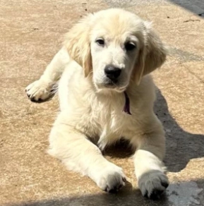 Golden Retriever puppy for sale
