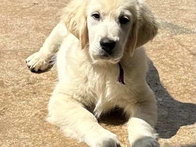 Golden Retriever Welpe kaufen