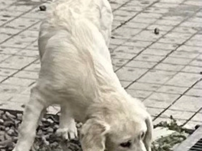 Golden Retriever Welpe kaufen