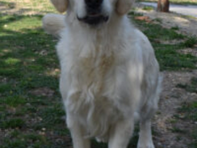 Golden Retriever puppy for sale