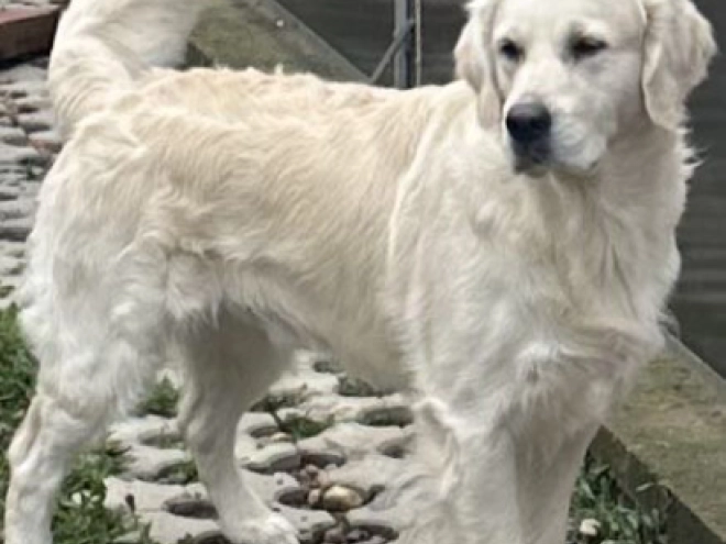 Golden Retriever puppy for sale