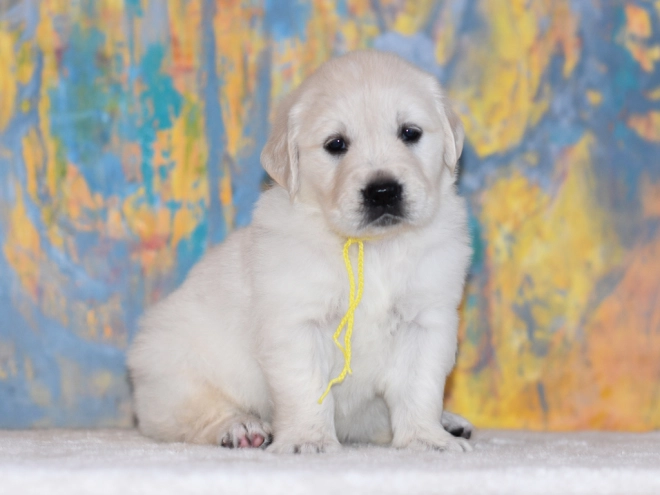 Golden Retriever puppy for sale