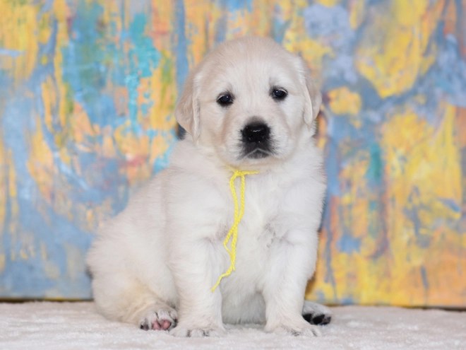 Golden Retriever puppy for sale