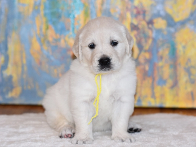 Golden Retriever puppy for sale