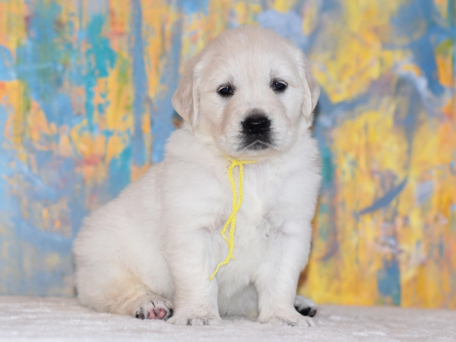 Golden Retriever puppy for sale