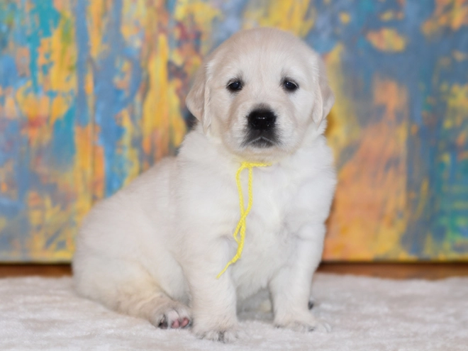 Golden Retriever puppy for sale