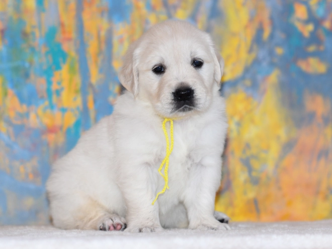 Golden Retriever puppy for sale