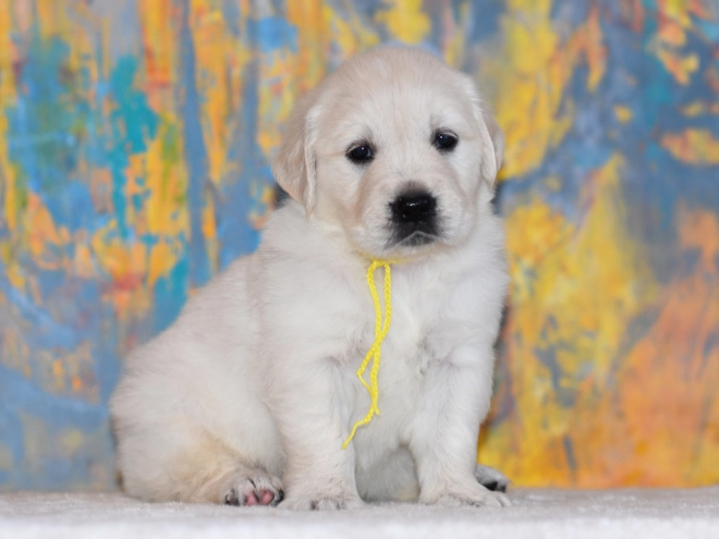 Golden Retriever puppy for sale