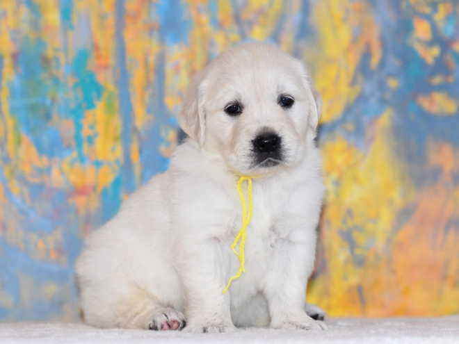 Golden Retriever puppy for sale