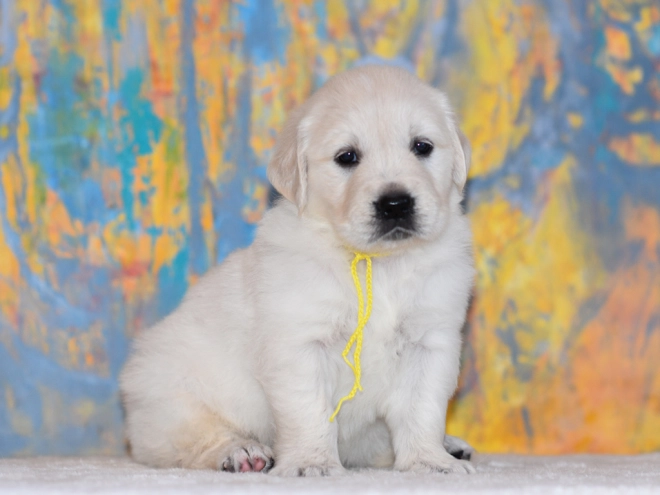 Golden Retriever puppy for sale