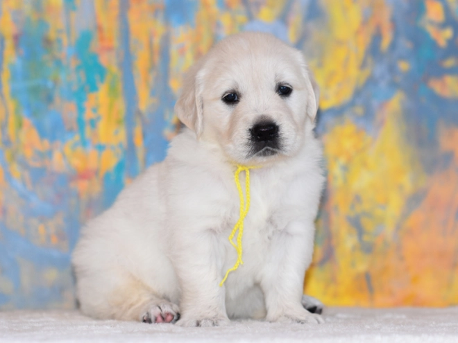 Golden Retriever puppy for sale