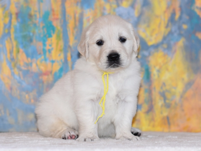 Golden Retriever puppy for sale