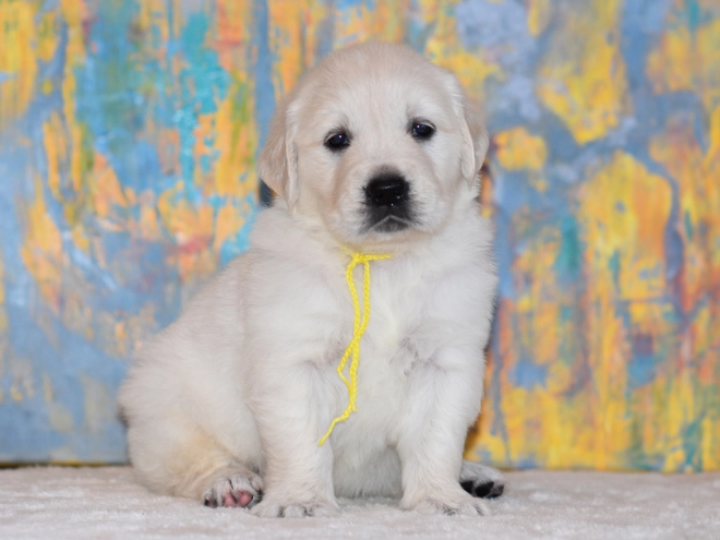 Golden Retriever puppy for sale