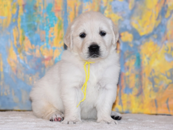 Golden Retriever puppy for sale