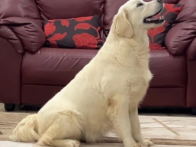 Perros Golden Retriever en venta
