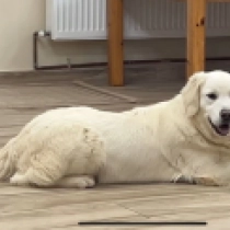 Dixie, cream Golden Retriever for sale