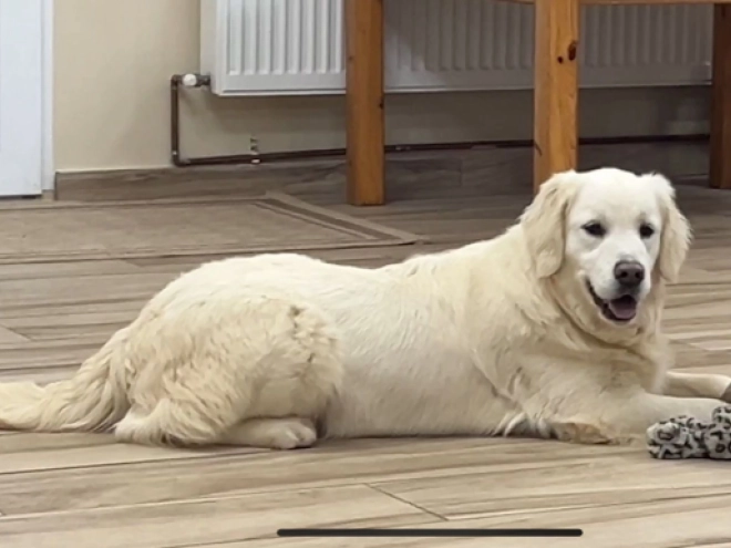 Perros Golden Retriever en venta