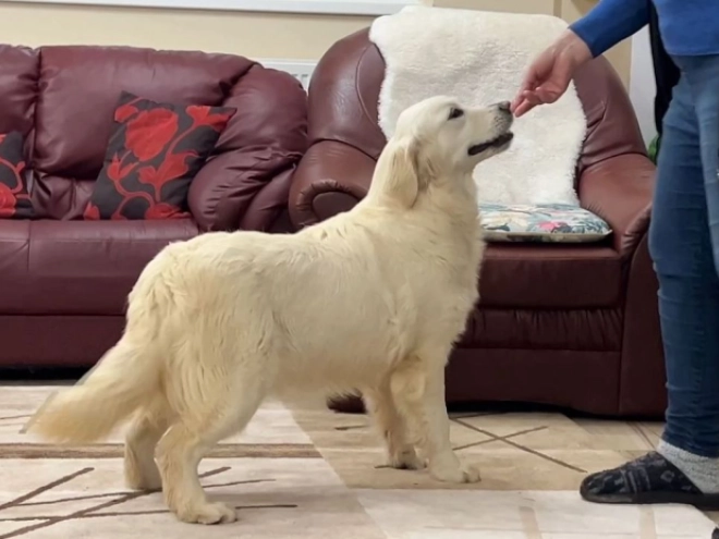 Perros Golden Retriever en venta