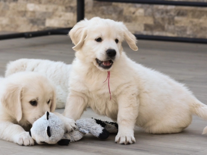 Golden Retriever puppy for sale