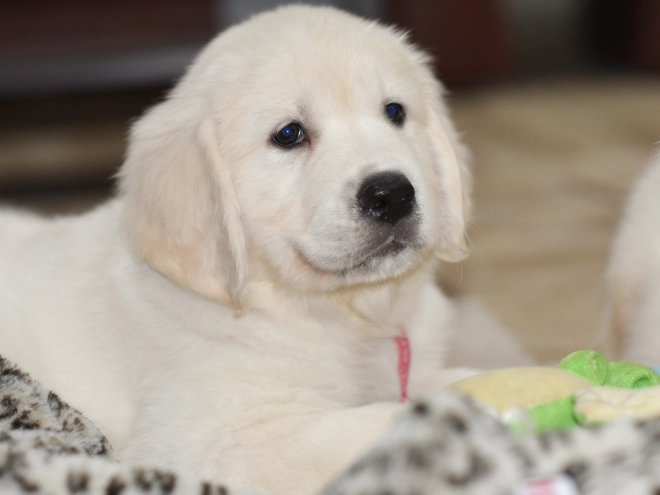 Golden Retriever puppy for sale