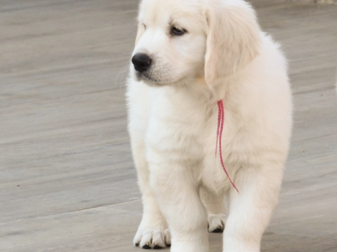 Golden Retriever puppy for sale