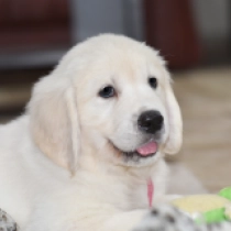 Perros Golden Retriever en venta