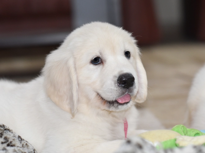 Golden Retriever puppy for sale