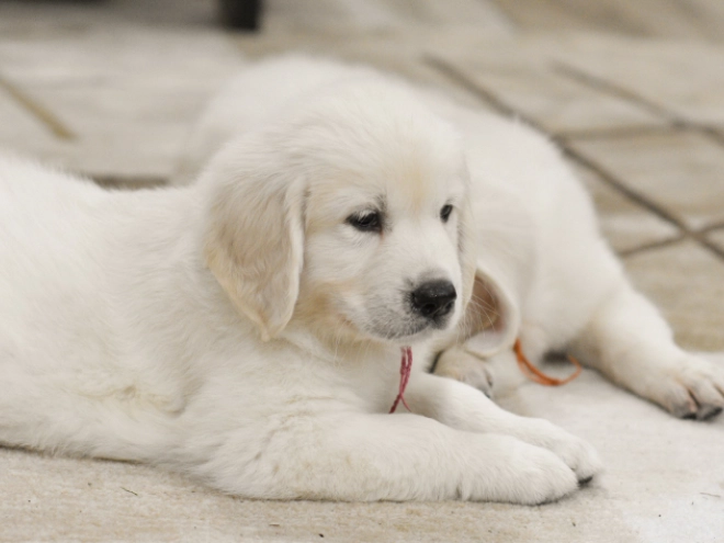 Golden Retriever puppy for sale